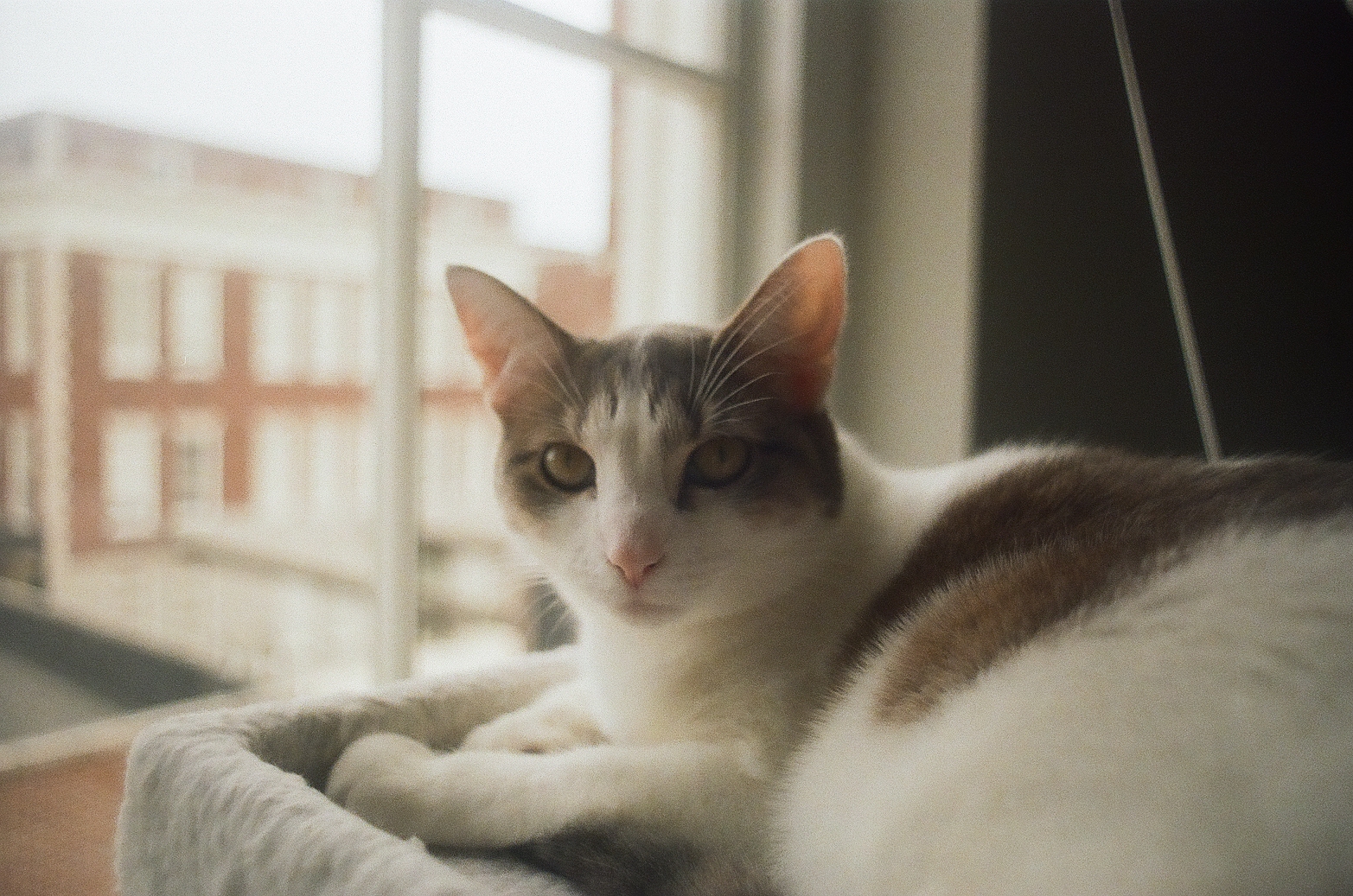 Miso